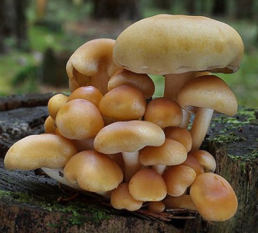   Coprinus micaceus